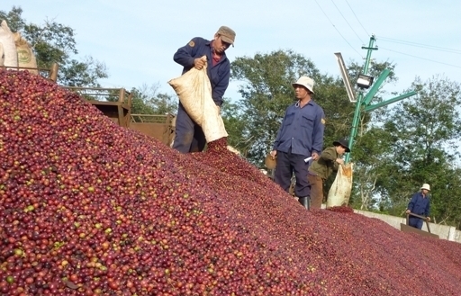Thị phần cà phê Việt tại Anh tăng mạnh lên gần 30%