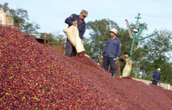 Thị phần cà phê Việt tại Anh tăng mạnh lên gần 30%