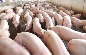 Giá lợn hơi "lên đồng", đạt mức 61.000 đồng/kg