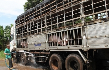 Kiểm soát chặt vận chuyển lợn, sản phẩm từ lợn qua biên giới