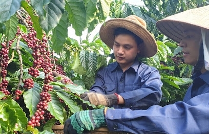 Bộ Công Thương “bày cách” tăng tốc xuất khẩu cà phê vào Bắc Âu
