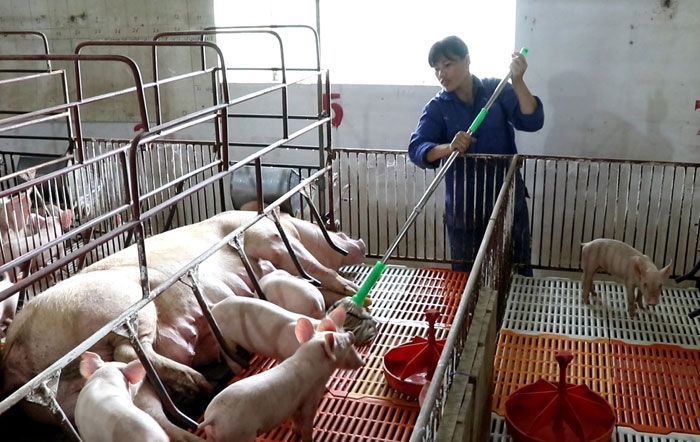 Nguy cơ cao Tết thiếu thịt khi giá lợn giảm sâu, nông dân “treo” chuồng
