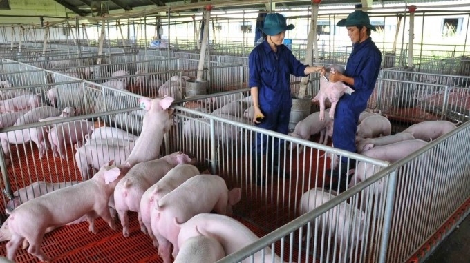 Nhập khẩu thịt tăng hơn 400%, Hội Chăn nuôi Việt Nam kiến nghị khẩn lên Thủ tướng