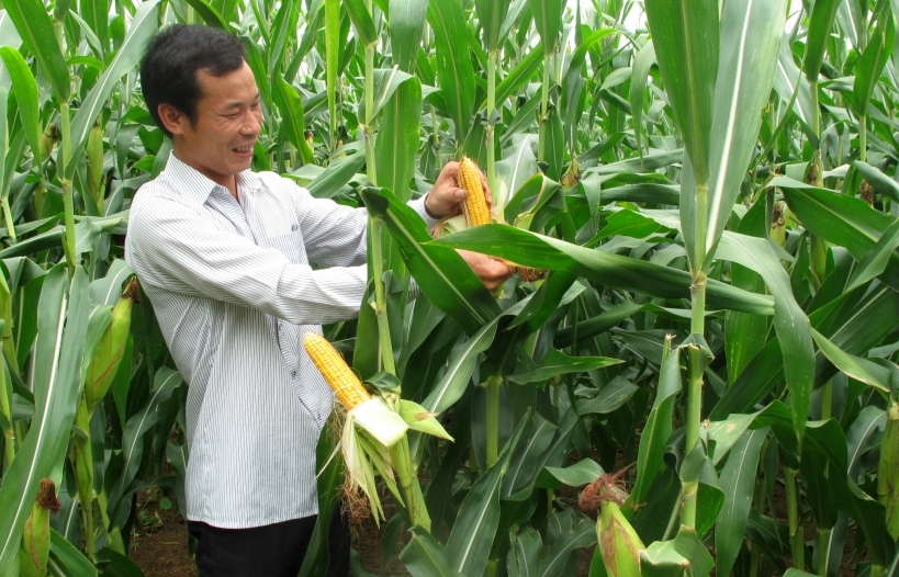 Trung Quốc chính thức “mở cửa” với cây trồng biến đổi gen