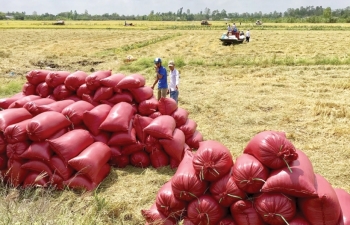 Gạo Thái Lan, Ấn Độ “quay đầu”, giá gạo Việt bất ngờ đi lên
