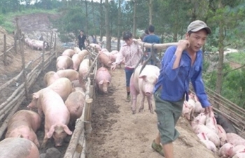 Hạ giá lợn, phải chặn "tuồn" lợn sang Trung Quốc