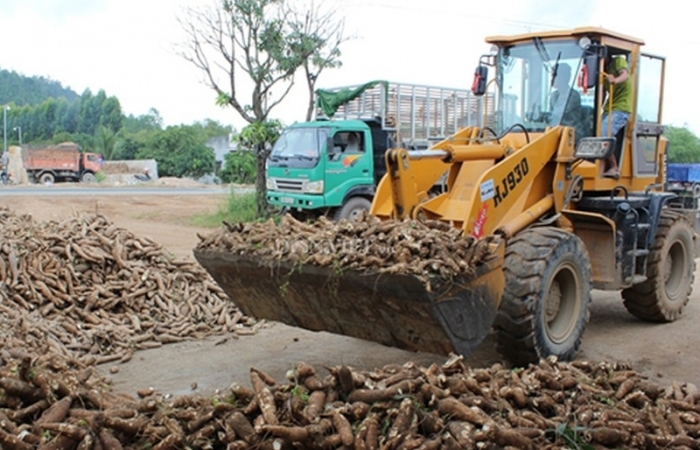 Thị phần tinh bột sắn Việt Nam tại Trung Quốc giảm mạnh