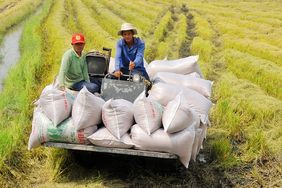 Xuất khẩu tới 7 triệu tấn, gạo Việt vẫn thiếu thương hiệu mạnh