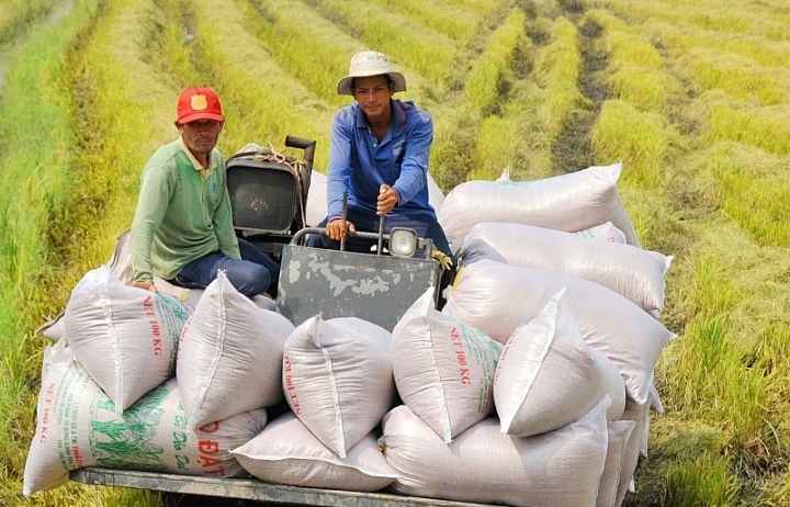 Xuất khẩu tới 7 triệu tấn, gạo Việt vẫn thiếu thương hiệu mạnh
