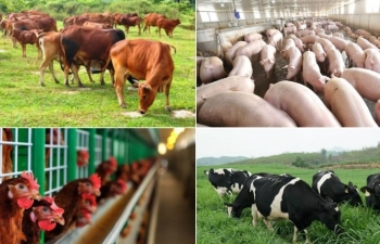 Mavin vận hành chính thức phần mềm ERP cho ngành thức ăn chăn nuôi