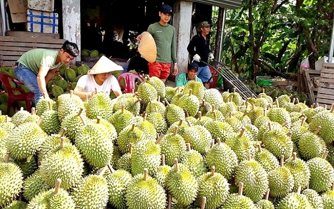 Hải quan Trung Quốc đánh giá cao công tác chuẩn bị vùng trồng sầu riêng Việt Nam