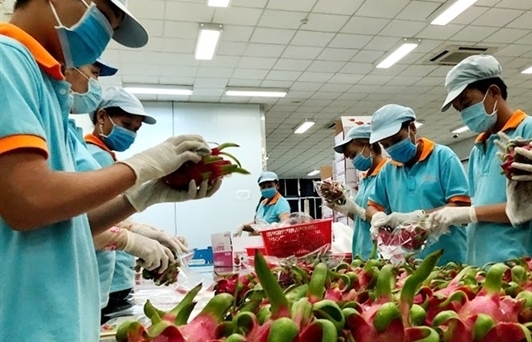 Xuất khẩu rau quả sang Trung Quốc gặp khó đỉnh điểm dịp tết Nguyên đán