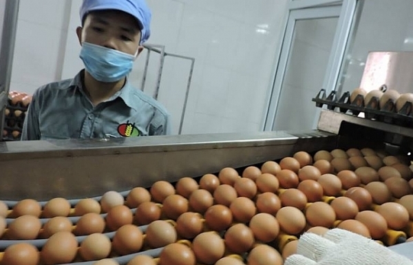 Công bố hạn ngạch thuế quan nhập khẩu muối, trứng gia cầm năm 2022
