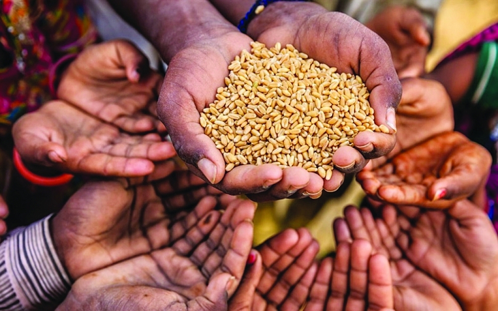 An ninh lương thực toàn cầu đối mặt thêm rủi ro