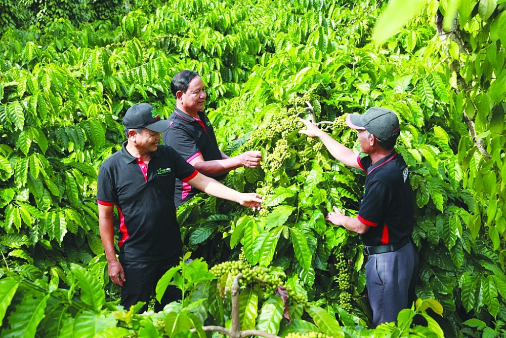 Nestlé Việt Nam đã đưa khái niệm tuần hoàn vào chuỗi giá trị cà phê bền vững. 	Ảnh: TL