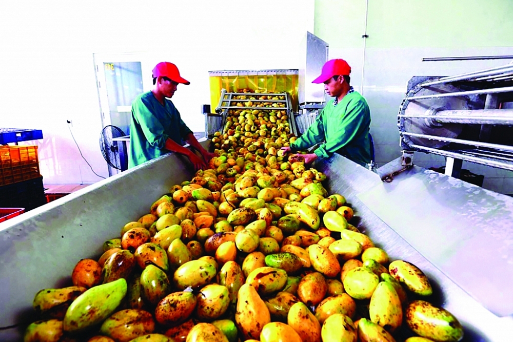 Dự kiến kim ngạch xuất khẩu nhóm hàng rau quả năm 2023 của Việt Nam sẽ đạt 4 tỉ USD, tăng 20% so với năm 2022. 	Ảnh: N.Thanh