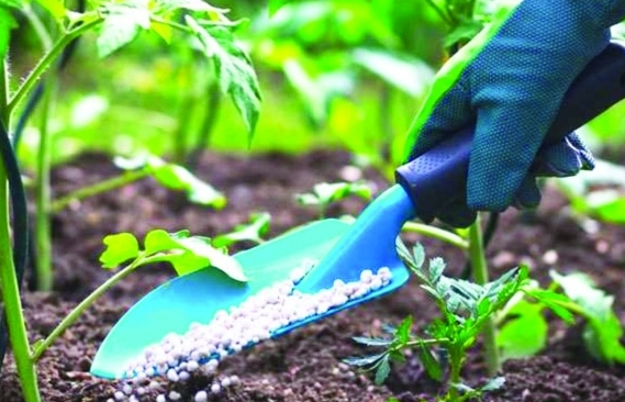Mỹ Latinh lao đao trước cuộc khủng hoảng phân bón