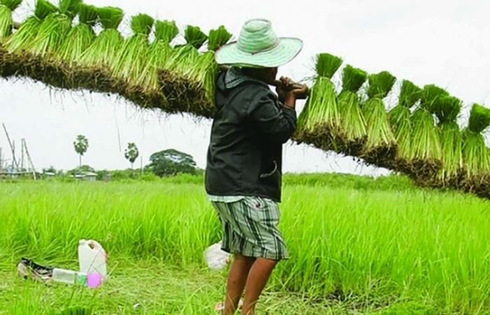 Những mối đe dọa đối với hoạt động sản xuất lúa gạo ở châu Á
