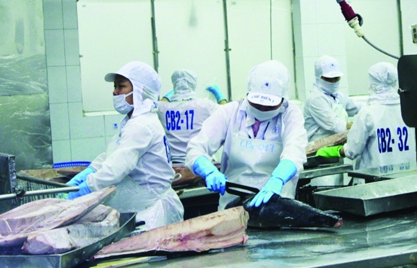 Xuất khẩu cá ngừ đã giảm tốc