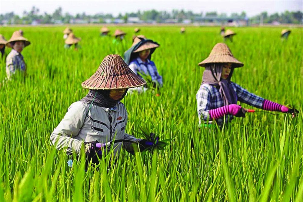 ASEAN thu hoạch được hơn 190 triệu tấn gạo năm 2020