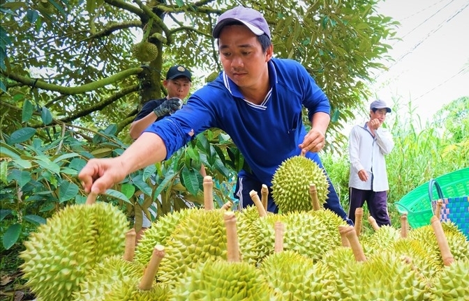 Đảm bảo nguồn nông sản xuất khẩu