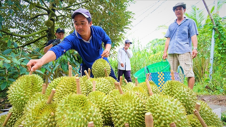 Đảm bảo nguồn nông sản xuất khẩu