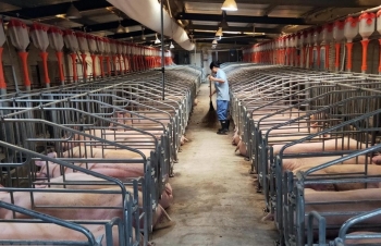 Khủng hoảng thịt lợn khiến tài sản của nhiều “đại gia” tăng vọt