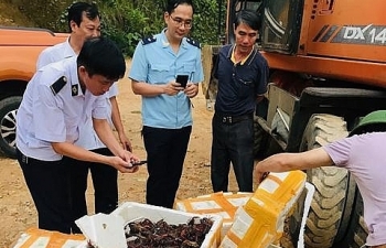 Hải quan Lào Cai: Bắt lượng lớn tôm càng đỏ nhập lậu