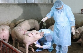 Đã cấp kinh phí cho các địa phương hỗ trợ đối tượng chịu tác động từ dịch tả lợn