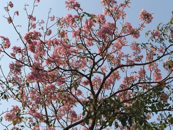Sài Gòn dịu dàng với sắc hoa kèn hồng