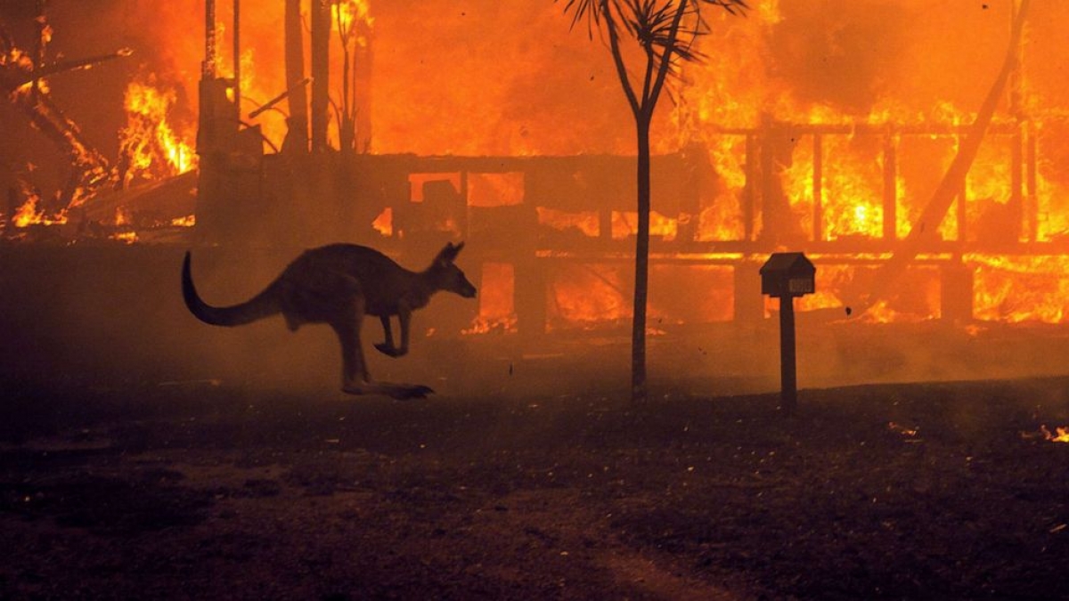 Một con kangaroo lao qua ngôi nhà đang bốc cháy ở Hồ Conjola, bang New South Wales, Australia. Năm 2020, Australia đã phải hứng chịu một đợt cháy rừng tàn khốc. Ảnh: New York Times