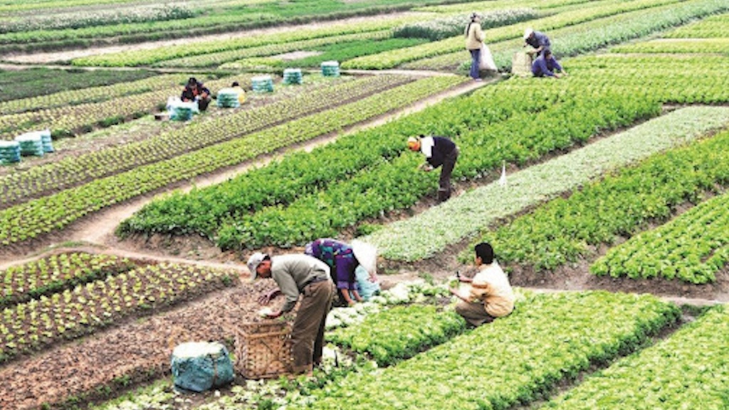 Miễn thuế đất nông nghiệp đến 2030: Bài toán ngân sách hay tầm nhìn phát triển bền vững?