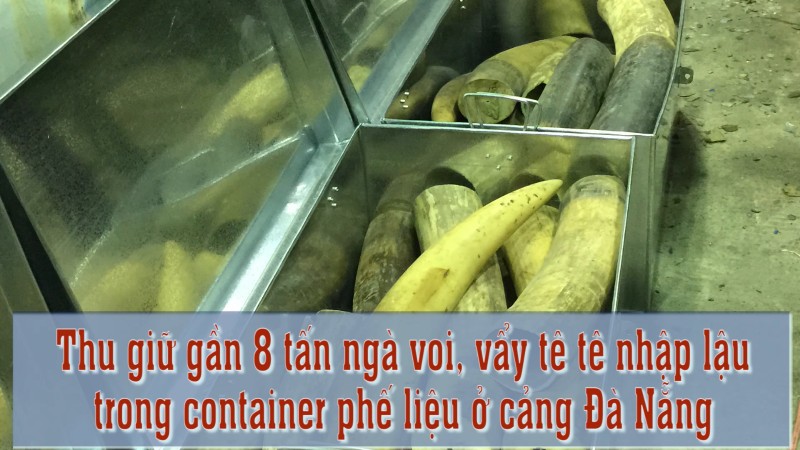 8 tấn ngà voi, vảy tê tê nhập lậu trong container phế liệu ở cảng Đà Nẵng